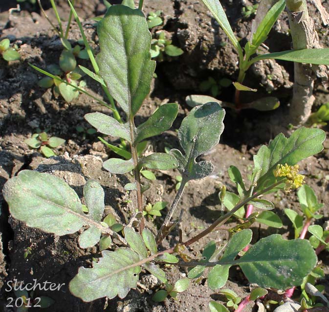 Abrupt Bluntleaf Yellowcress, Bluntleaf Yellowcress, Bluntleaved Yellowcress: Rorippa curvipes (Synonyms: Rorippa curvipes var. curvipes, Rorippa curvipes var. truncata)