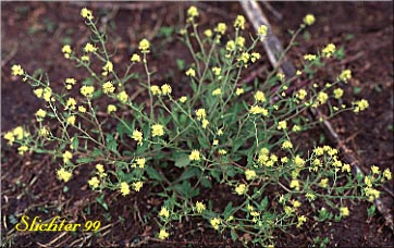 Curvepod Yellowcress, Lyrateleaf Yellowcress, Western Yellowcress, Western Yellow Cress: Rorippa curvisiliqua (Synonyms: Nasturtium curvisiliqua, Nasturtium lyratum, Radicula curvisiliqua, Rorippa curvisiliqua var. curvisiliqua, Rorippa curvisiliqua var. lyrata, Rorippa curvisiliqua var. orientalis, Rorippa curvisiliqua var. spatulata, Rorippa lyrata, Sisymbrium curvisiliqua) 