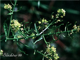 Curvepod Yellowcress: Rorippa curvisiliqua