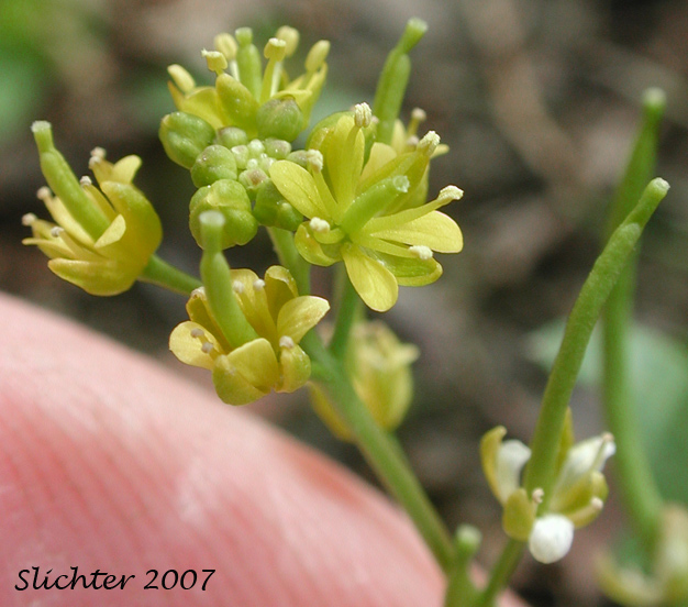 Curvepod Yellowcress, Western Yellow Cress: Rorippa curvisiliqua var. curvisiliqua (Synonyms: Nasturtium curvisiliqua, Radicula curvisiliqua, Sisymbrium curvisiliqua)