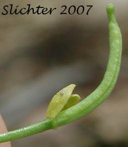 Curvepod Yellowcress, Western Yellow Cress: Rorippa curvisiliqua var. curvisiliqua (Synonyms: Nasturtium curvisiliqua, Radicula curvisiliqua, Sisymbrium curvisiliqua)