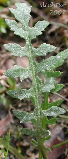 Curvepod Yellowcress, Western Yellow Cress: Rorippa curvisiliqua var. curvisiliqua (Synonyms: Nasturtium curvisiliqua, Radicula curvisiliqua, Sisymbrium curvisiliqua)