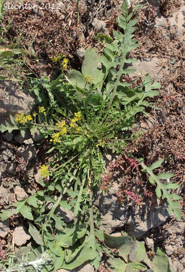 Curvepod Yellowcress, Western Yellow Cress: Rorippa curvisiliqua var. curvisiliqua (Synonyms: Nasturtium curvisiliqua, Radicula curvisiliqua, Sisymbrium curvisiliqua)