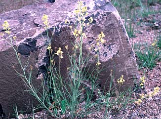 Flaxleaf Plainsmustard, Flaxleaved Plainsmustard, Lava Cress, Plains Mustard, Rush Mustard, Salmon River Plainsmustard: Sisymbrium linifolium (Synonyms: Schoenocrambe linearifolia, Schoenocrambe linifolia)
