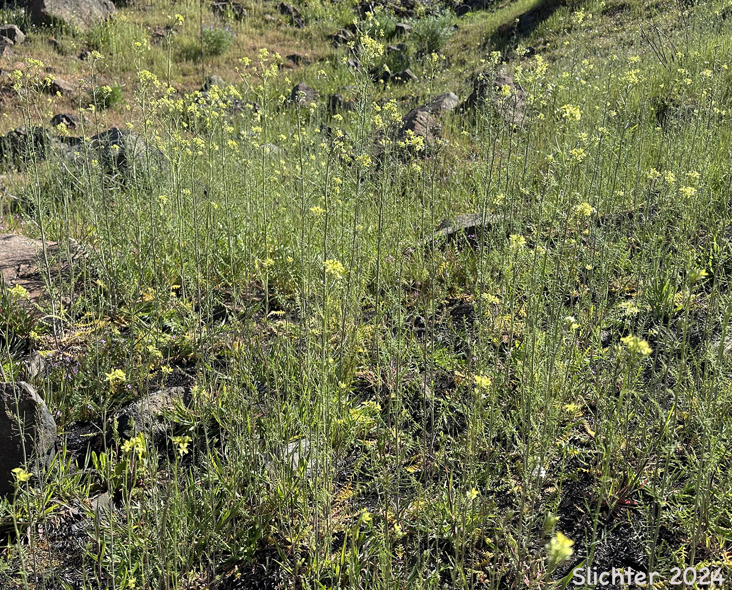Habitat of Jim Hill Mustard, Tall Tumblemustard, Tumble Mustard, Tall Rocket Mustard: Sisymbrium altissimum (Synonym: Norta altissima)