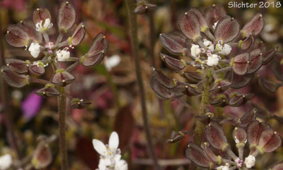 Barestem Teesdalia, Shepherd's Cress: Teesdalia nudicaulis (Synonym: Iberis nudicaulis)
