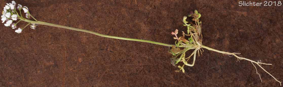 Barestem Teesdalia, Shepherd's Cress: Teesdalia nudicaulis (Synonym: Iberis nudicaulis)