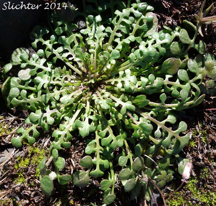 Basal leaves of Barestem Teesdalia, Shepherd's Cress: Teesdalia nudicaulis (Synonym: Iberis nudicaulis)