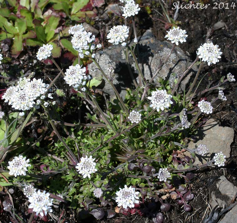 Barestem Teesdalia, Shepherd's Cress: Teesdalia nudicaulis (Synonym: Iberis nudicaulis)