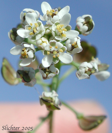 Inflorescence of Barestem Teesdalia, Shepherd's Cress: Teesdalia nudicaulis (Synonym: Iberis nudicaulis)