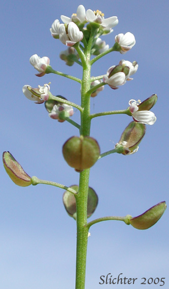 Inflorescence of Barestem Teesdalia, Shepherd's Cress: Teesdalia nudicaulis (Synonym: Iberis nudicaulis)