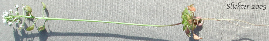 Barestem Teesdalia, Shepherd's Cress: Teesdalia nudicaulis (Synonym: Iberis nudicaulis)