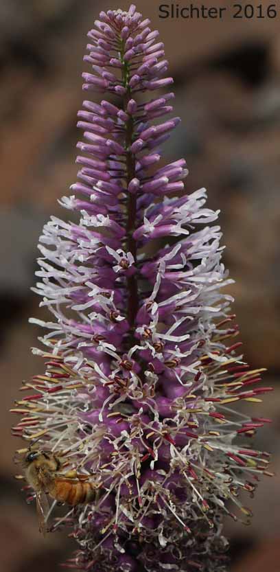 Cutleaf Thelypody, Cut-leaf Thelypody, Thick-leaf Thelypody, Thick-leaved Thelypody, Western Thelypodium: Thelypodium laciniatum (Synonyms: Thelypodium laciniatum var. laciniatum, Thelypodium laciniatum var. streptanthoides)