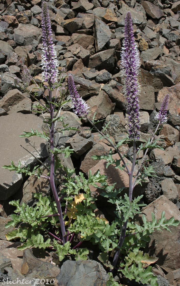 Purple-flowered form of Cutleaf Thelypody, Cut-leaf Thelypody, Thick-leaf Thelypody, Thick-leaved Thelypody, Western Thelypodium: Thelypodium laciniatum (Synonyms: Thelypodium laciniatum var. laciniatum, Thelypodium laciniatum var. streptanthoides)