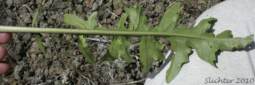 Lower surface of a basal leaf blade of Cutleaf Thelypody, Cut-leaf Thelypody, Thick-leaf Thelypody, Thick-leaved Thelypody, Western Thelypodium: Thelypodium laciniatum (Synonyms: Thelypodium laciniatum var. laciniatum, Thelypodium laciniatum var. streptanthoides)