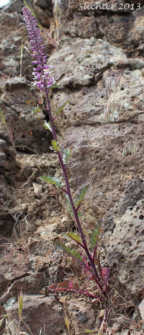Cutleaf Thelypody, Cut-leaf Thelypody, Thick-leaf Thelypody, Thick-leaved Thelypody, Western Thelypodium: Thelypodium laciniatum (Synonyms: Thelypodium laciniatum var. laciniatum, Thelypodium laciniatum var. streptanthoides)