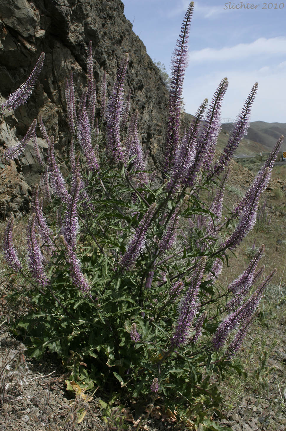 Purple-flowered form of Cutleaf Thelypody, Cut-leaf Thelypody, Thick-leaf Thelypody, Thick-leaved Thelypody, Western Thelypodium: Thelypodium laciniatum (Synonyms: Thelypodium laciniatum var. laciniatum, Thelypodium laciniatum var. streptanthoides)