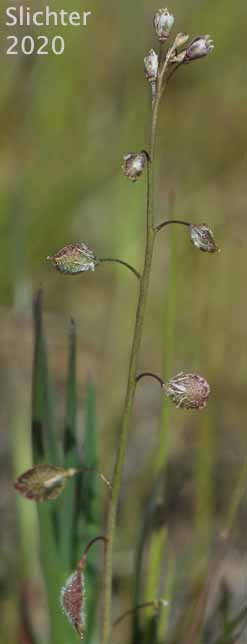 Fringepod, Sand Fringepod, Hairy Fringepod, Lacepod: Thysanocarpus curvipes (Synonyms: Thysanocarpus curvipes ssp. curvipes, Thysanocarpus curvipes var. curvipes, Thysanocarpus curvipes var. elegans, Thysanocarpus curvipes var. longistylus)