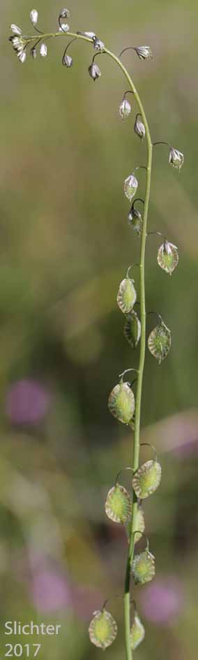 Fringepod, Sand Fringepod, Hairy Fringepod, Lacepod: Thysanocarpus curvipes (Synonyms: Thysanocarpus curvipes ssp. curvipes, Thysanocarpus curvipes var. curvipes, Thysanocarpus curvipes var. elegans, Thysanocarpus curvipes var. longistylus)