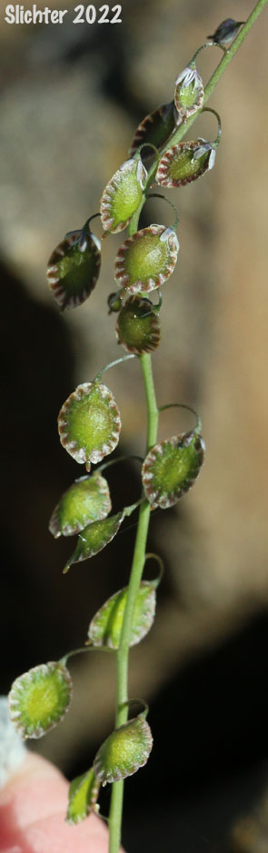 Fruiting inflorescence of Fringepod, Sand Fringepod, Hairy Fringepod, Lacepod: Thysanocarpus curvipes (Synonyms: Thysanocarpus curvipes ssp. curvipes, Thysanocarpus curvipes var. curvipes, Thysanocarpus curvipes var. elegans, Thysanocarpus curvipes var. longistylus)