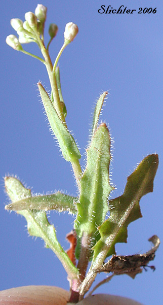Fringepod, Sand Fringepod, Hairy Fringepod, Lacepod: Thysanocarpus curvipes (Synonyms: Thysanocarpus curvipes ssp. curvipes, Thysanocarpus curvipes var. curvipes, Thysanocarpus curvipes var. elegans, Thysanocarpus curvipes var. longistylus)