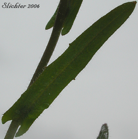 Stem leaf of Fringepod, Sand Fringepod, Hairy Fringepod, Lacepod: Thysanocarpus curvipes (Synonyms: Thysanocarpus curvipes ssp. curvipes, Thysanocarpus curvipes var. curvipes, Thysanocarpus curvipes var. elegans, Thysanocarpus curvipes var. longistylus)