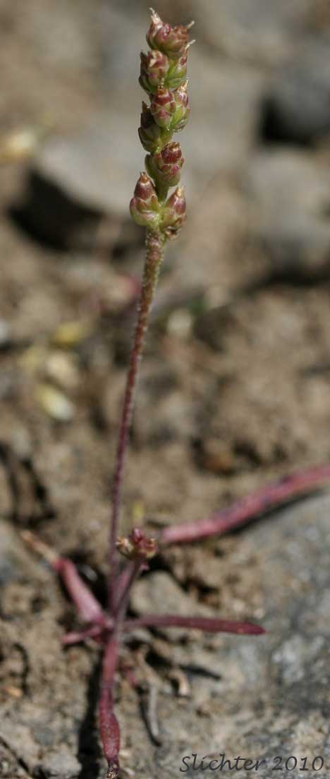 Prairie Plantain, Slender Plantain: Plantago elongata (Synonyms: Plantago bigelovii, Plantago elongata ssp. elongata, Plantago elongata ssp. pentasperma)