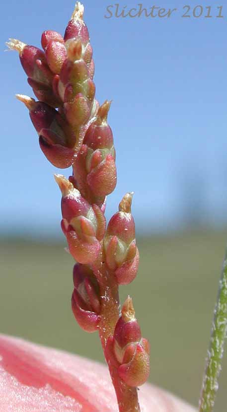 Inflorescence of Prairie Plantain, Slender Plantain: Plantago elongata (Synonyms: Plantago bigelovii, Plantago elongata ssp. elongata, Plantago elongata ssp. pentasperma)