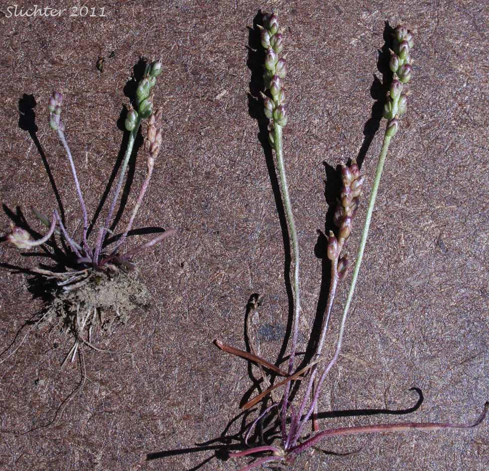 Prairie Plantain, Slender Plantain: Plantago elongata (Synonyms: Plantago bigelovii, Plantago elongata ssp. elongata, Plantago elongata ssp. pentasperma)
