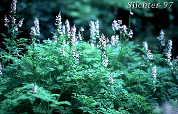 Clackamas Corydalis, Cold-water Corydalis, Marsh Corydalis: Corydalis aquae-gelidae (Synonym: Corydalis caseana ssp. aquae-gelidae)