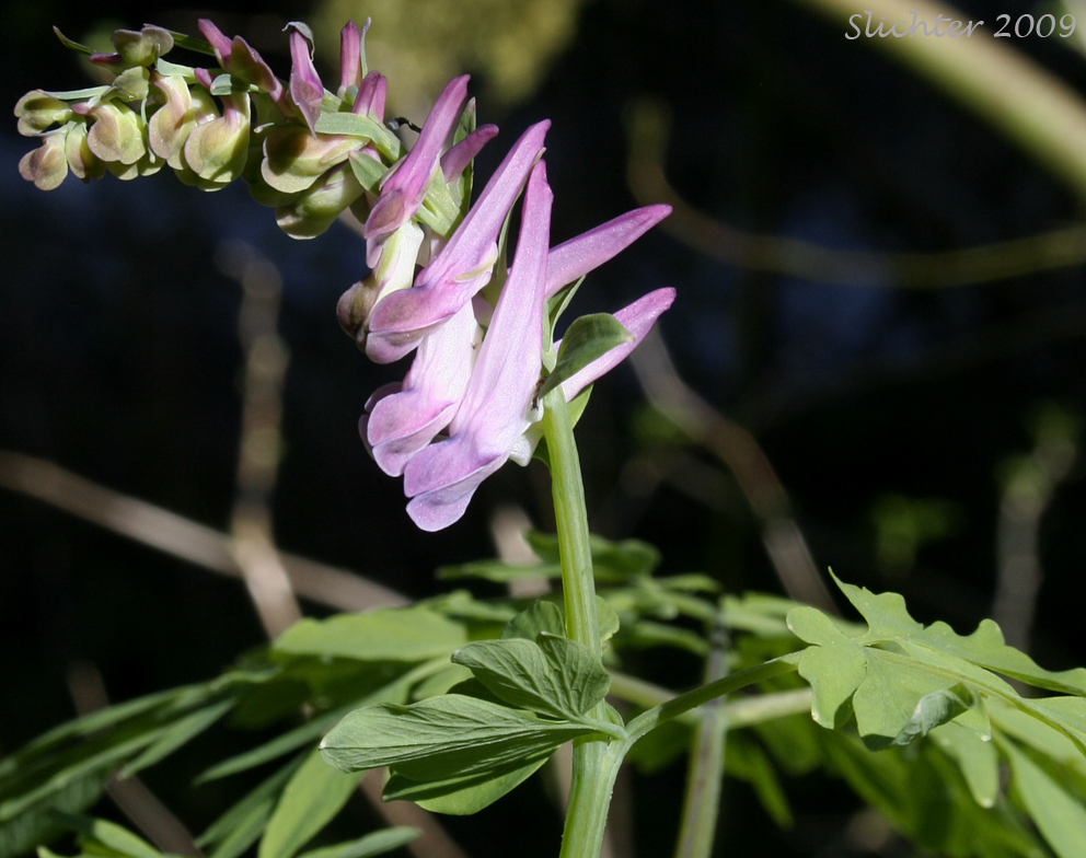 Western Corydalis: Corydalis scouleri