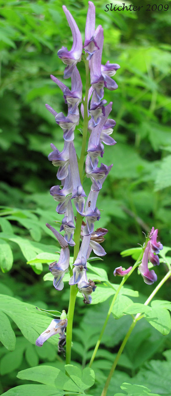 Inflorescence of Scouler's Fumewort, Scouler's Corydalis, Western Corydalis: Corydalis scouleri