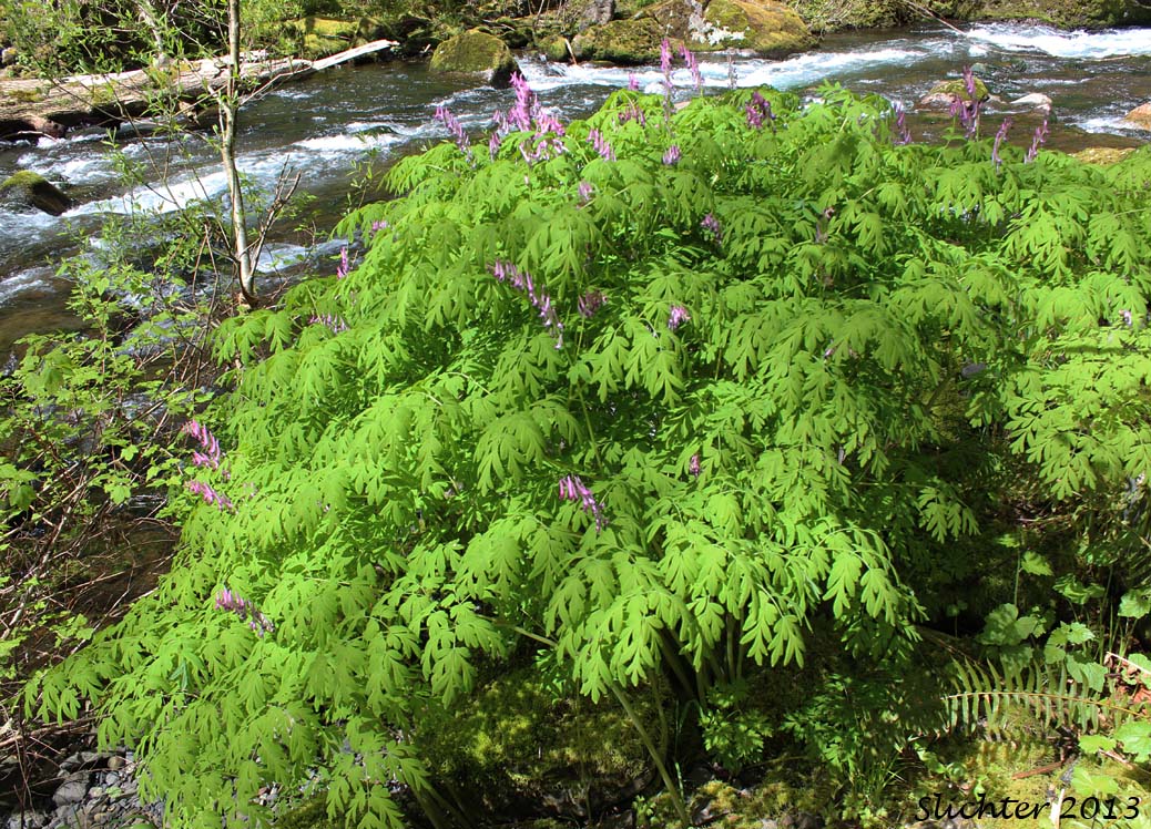 Scouler's Fumewort, Scouler's Corydalis, Western Corydalis: Corydalis scouleri