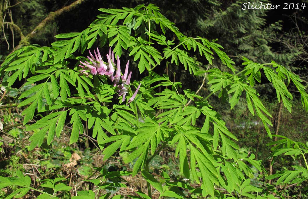Scouler's Fumewort, Scouler's Corydalis, Western Corydalis: Corydalis scouleri