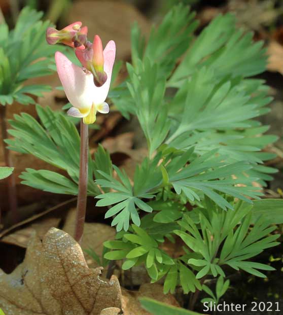 Dutchman's Breeches, Western Dutchmann's Breeches: Dicentra cucullaria (Synonyms: Bicuculla cucullaria, Dicentra cucullaria var. occidentalis, Dicentra occidentalis)