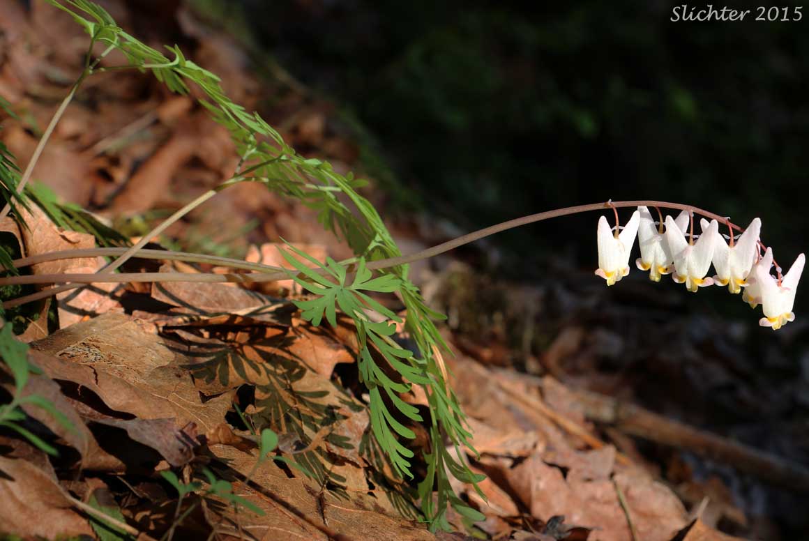Dutchman's Breeches, Western Dutchmann's Breeches: Dicentra cucullaria (Synonyms: Bicuculla cucullaria, Dicentra cucullaria var. occidentalis, Dicentra occidentalis)