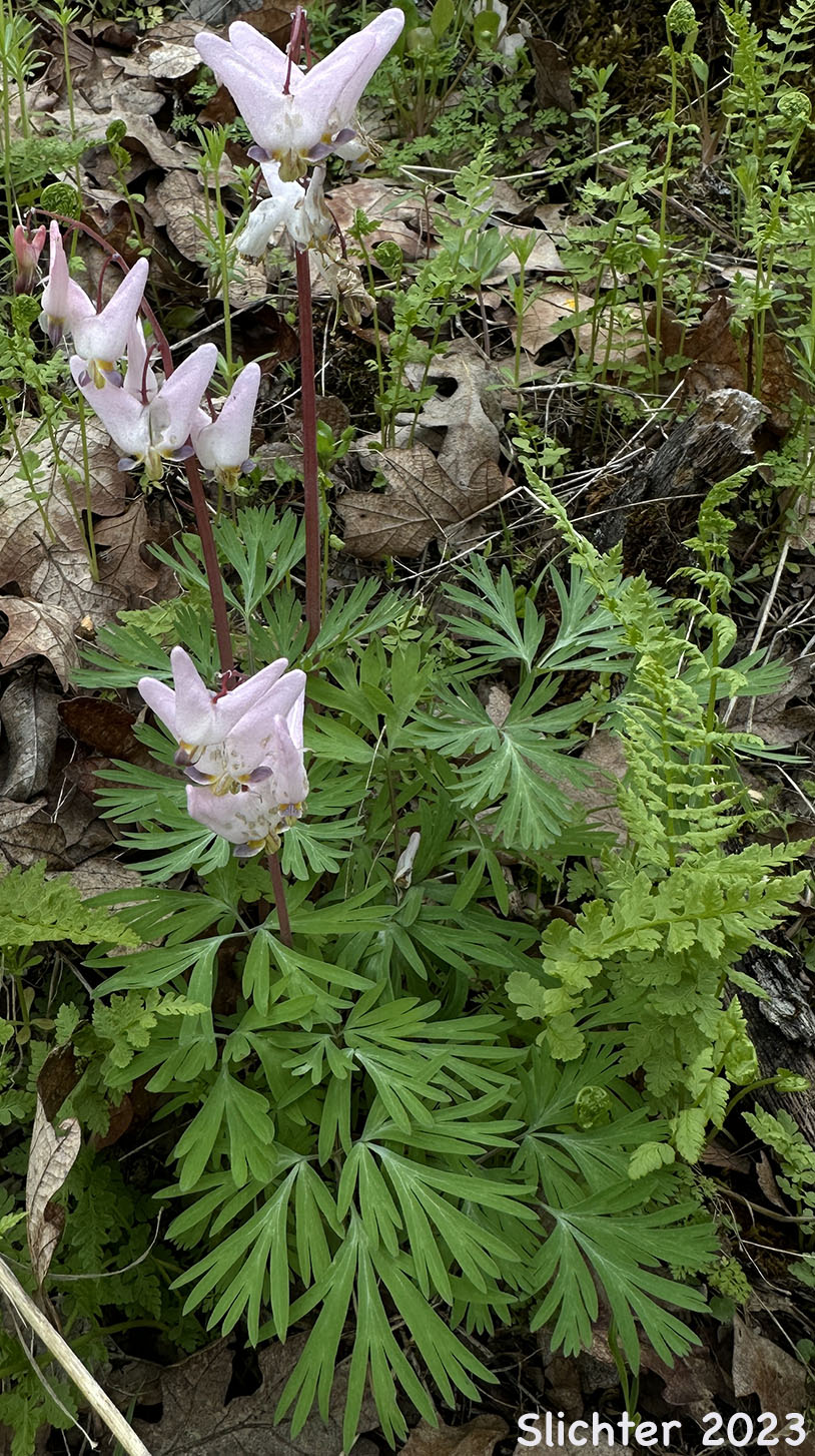 Dutchman's Breeches, Western Dutchmann's Breeches: Dicentra cucullaria (Synonyms: Bicuculla cucullaria, Dicentra cucullaria var. occidentalis, Dicentra occidentalis)