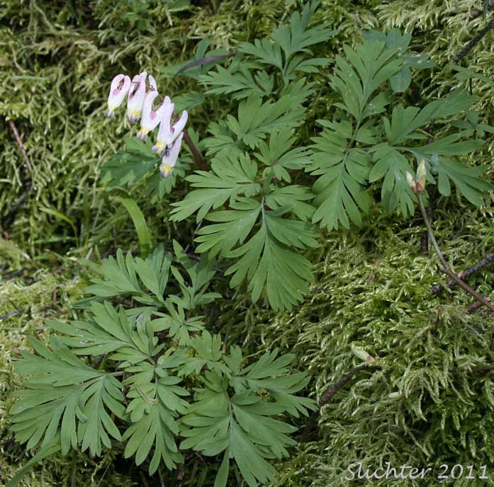Dutchman's Breeches, Western Dutchmann's Breeches: Dicentra cucullaria (Synonyms: Bicuculla cucullaria, Dicentra cucullaria var. occidentalis, Dicentra occidentalis)
