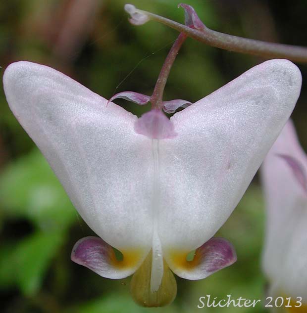 Flower of Dutchman's Breeches, Western Dutchmann's Breeches: Dicentra cucullaria (Synonyms: Bicuculla cucullaria, Dicentra cucullaria var. occidentalis, Dicentra occidentalis)