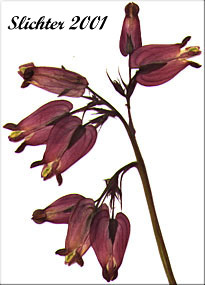 Inflorescence of Bleedingheart, Bleeding Heart, Pacific Bleeding Heart: Dicentra formosa ssp. formosa (Synonyms: Dicentra formosa var. breviflora, Dicentra formosa var. brevifolia, Dicentra formosa var. brevipes, Dicentra formosa var. formosa)