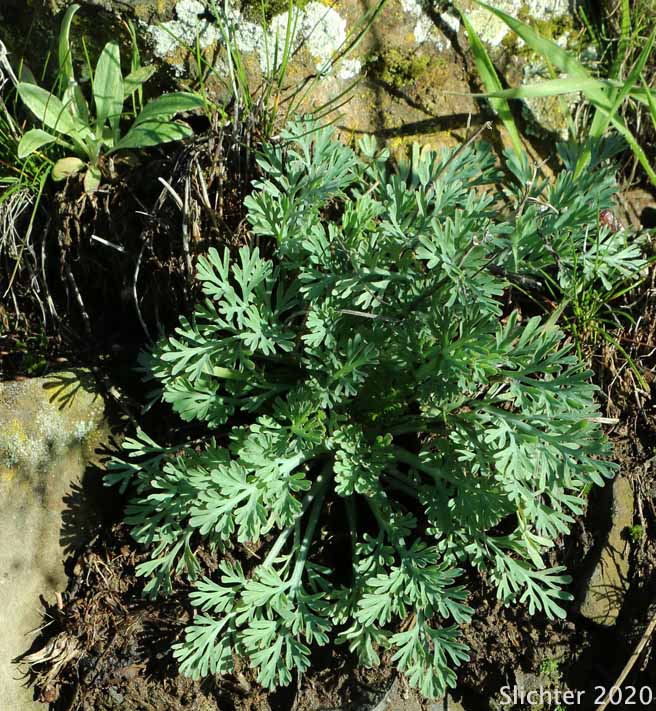 Leaves of California Poppy, Golden Poppy: Eschscholzia californica ssp. californica (Synonyms: Eschscholzia californica, Eschscholtzia californica, Eschscholzia californica var. crocea, Eschscholzia californica var. douglasii, Eschscholzia californica var. maritima, Eschscholzia californica var. peninsularis, Eschscholzia procera)