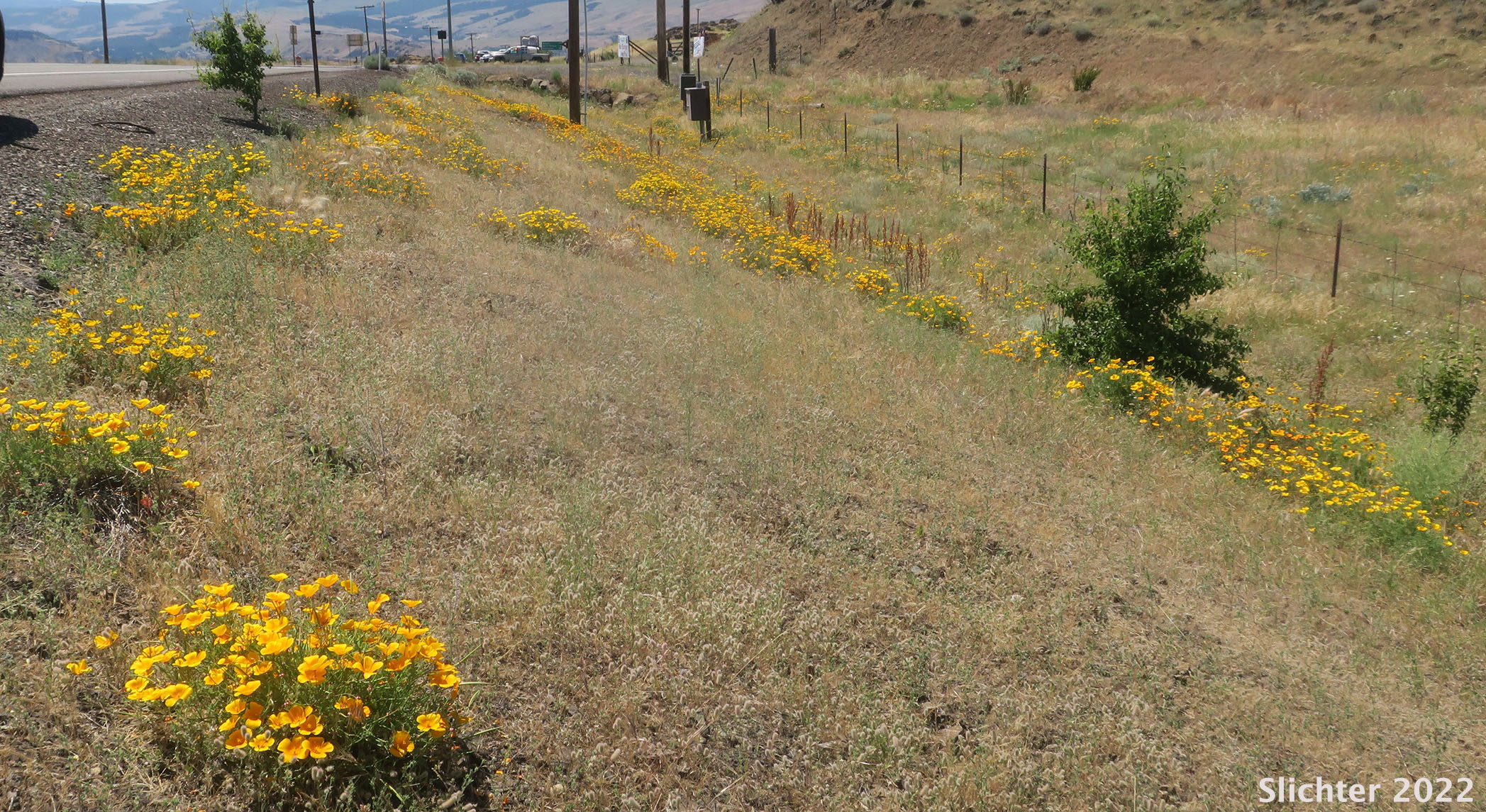 California Poppy, Golden Poppy: Eschscholzia californica ssp. californica (Synonyms: Eschscholzia californica, Eschscholtzia californica, Eschscholzia californica var. crocea, Eschscholzia californica var. douglasii, Eschscholzia californica var. maritima, Eschscholzia californica var. peninsularis, Eschscholzia procera)