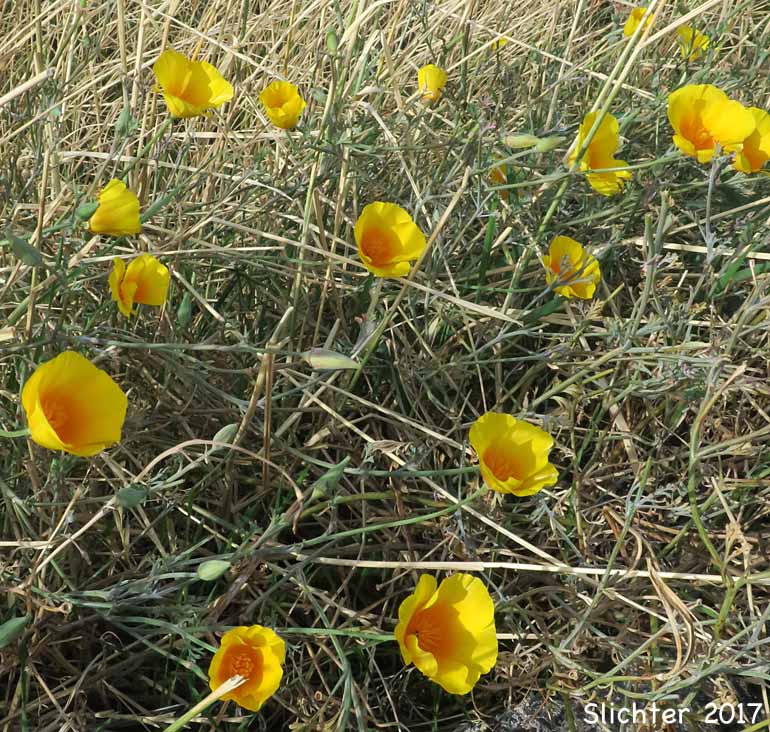 California Poppy, Golden Poppy: Eschscholzia californica ssp. californica (Synonyms: Eschscholzia californica, Eschscholtzia californica, Eschscholzia californica var. crocea, Eschscholzia californica var. douglasii, Eschscholzia californica var. maritima, Eschscholzia californica var. peninsularis, Eschscholzia procera)