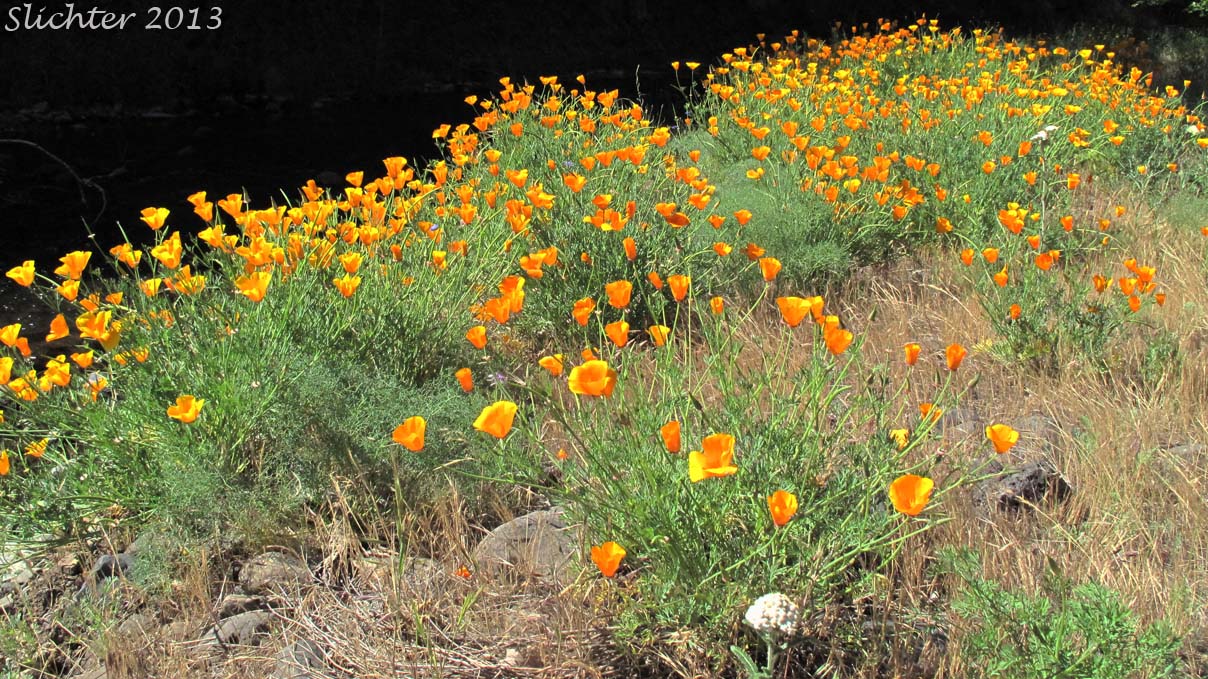 California Poppy, Golden Poppy: Eschscholzia californica ssp. californica (Synonyms: Eschscholzia californica, Eschscholtzia californica, Eschscholzia californica var. crocea, Eschscholzia californica var. douglasii, Eschscholzia californica var. maritima, Eschscholzia californica var. peninsularis, Eschscholzia procera)