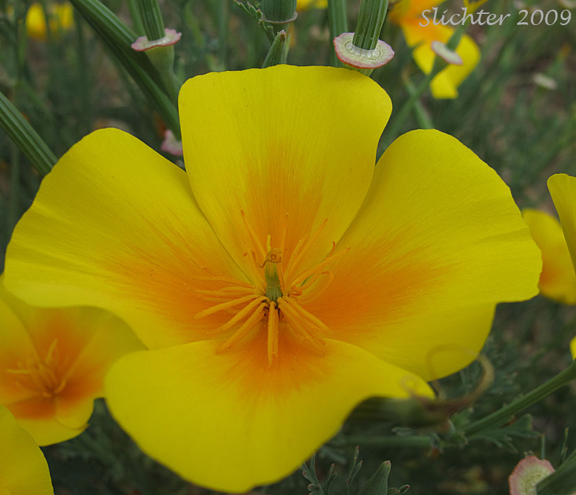 Flower of California Poppy, Golden Poppy: Eschscholzia californica ssp. californica (Synonyms: Eschscholzia californica, Eschscholzia californica var. crocea, Eschscholzia californica var. douglasii)