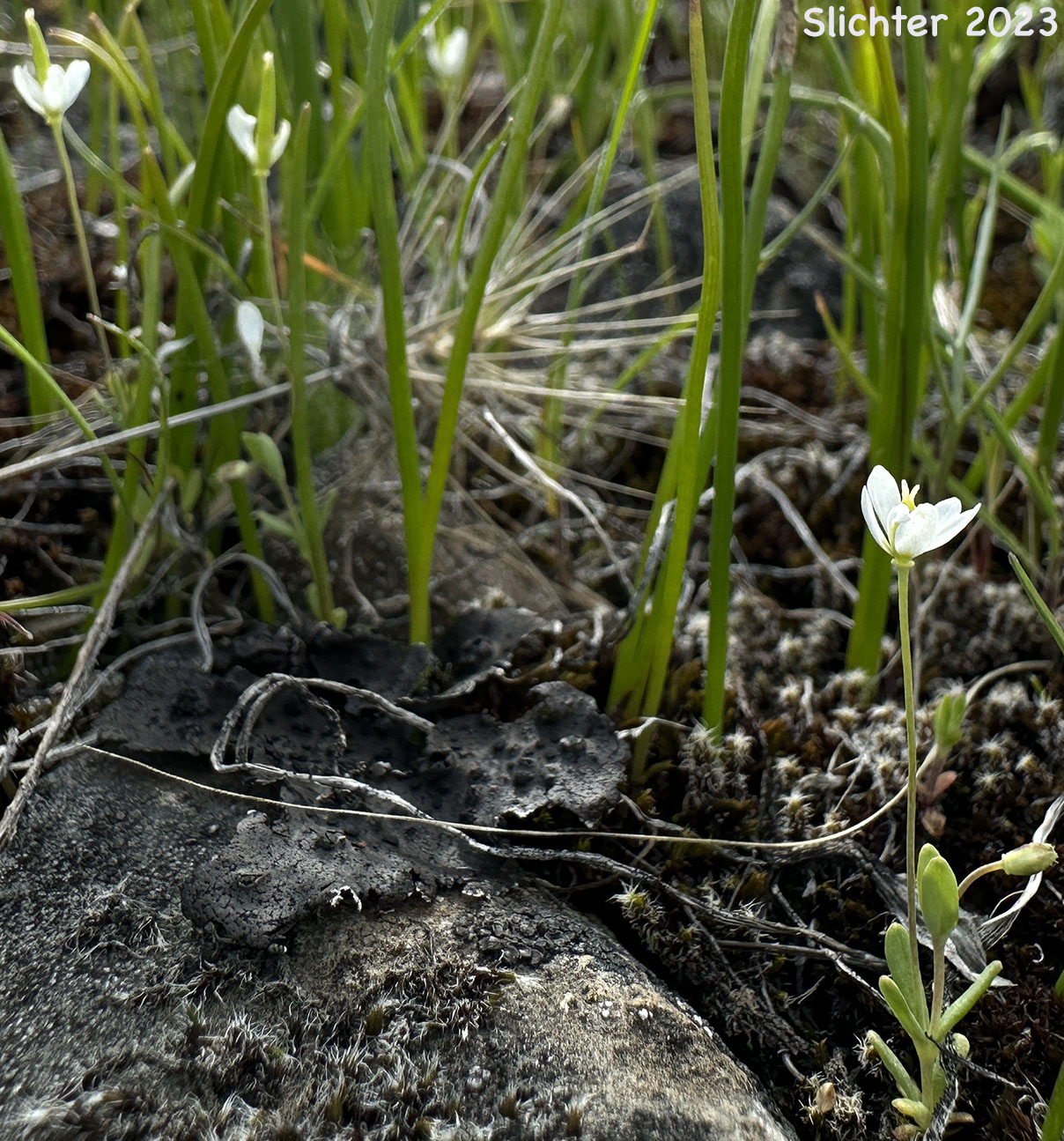 White Fairypoppy, White Fairy-poppy, White Meconella: Meconella oregana