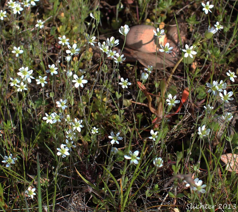 Habitat of White Fairypoppy, White Fairy-poppy, White Meconella: Meconella oregana