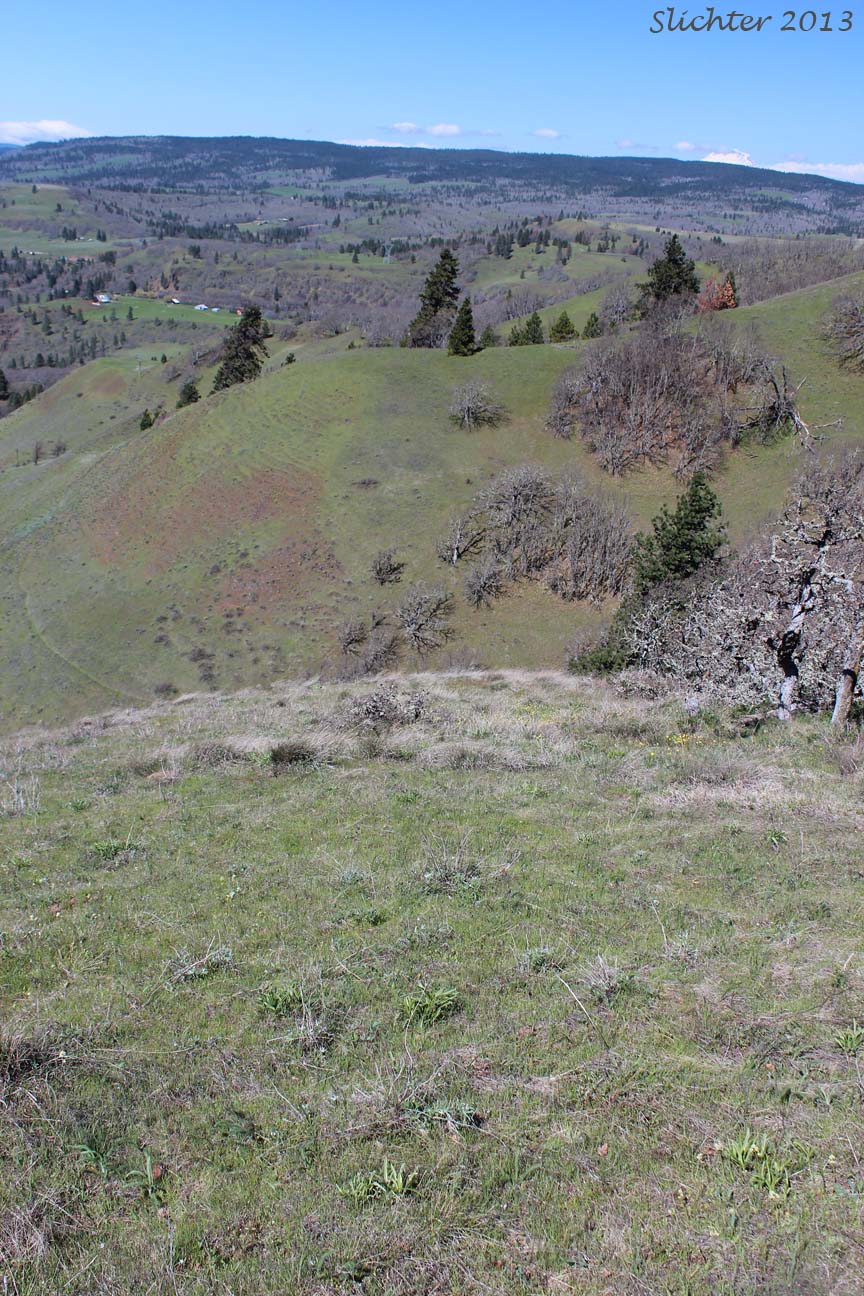 Habitat of White Fairypoppy, White Fairy-poppy, White Meconella: Meconella oregana