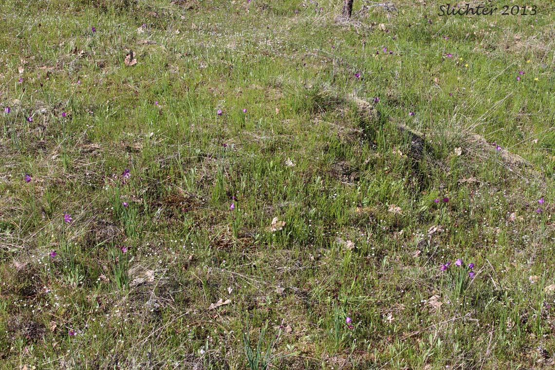 Habitat of White Fairypoppy, White Fairy-poppy, White Meconella: Meconella oregana
