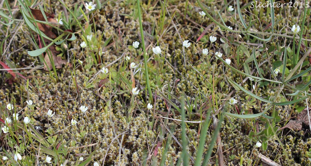 Habitat of White Fairypoppy, White Fairy-poppy, White Meconella: Meconella oregana